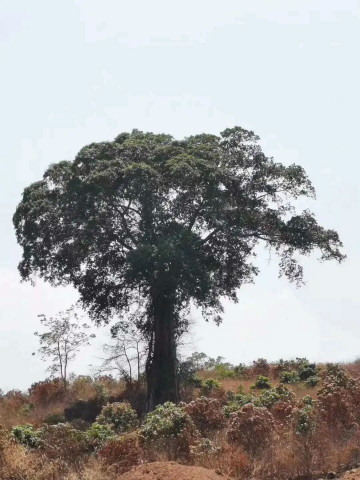 ����կ�ճ�